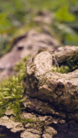 Vertical-Video-Close-Up-Moss-Lichen-Growing-Bark-Trunk-Tree-Woodland